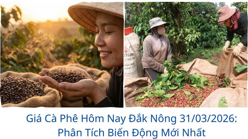 gia-ca-phe-hom-nay-dak-nong