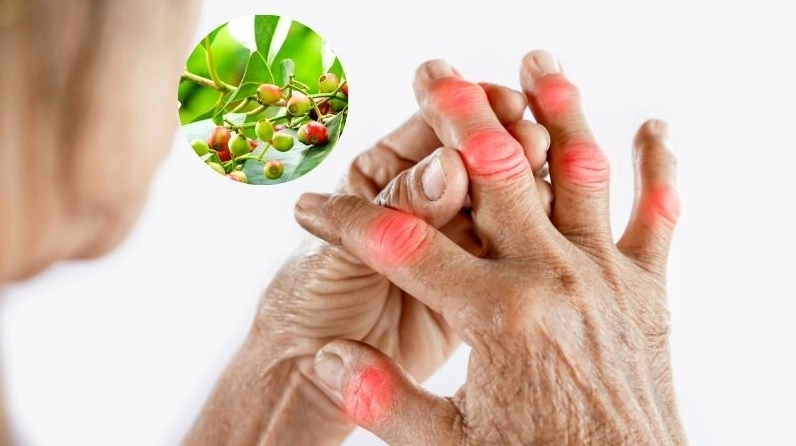 Người bệnh guot uống nước lá vối quá nhiều có thể gây lợi tiểu, mất cân bằng điện giải