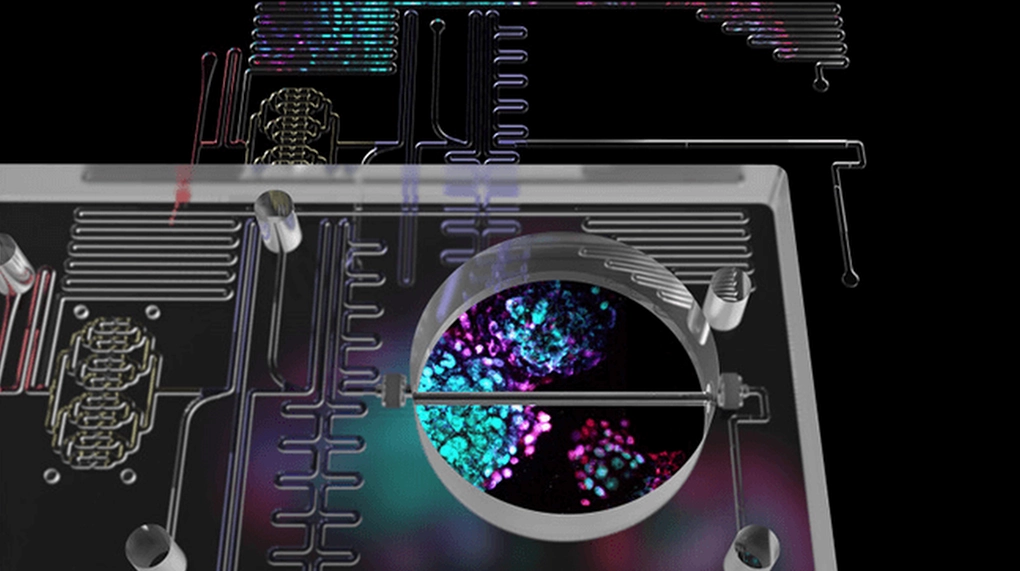 phat-minh-moi-nhat-2026-thuoc-chua-dut-diem-tieu-duong-da-ga_826