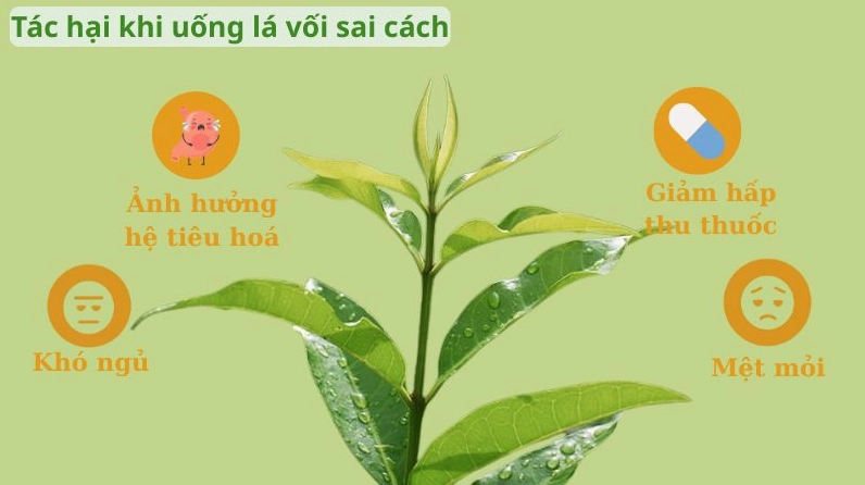 Nhiều người băn khoăn về việc uống nước vối hại thận