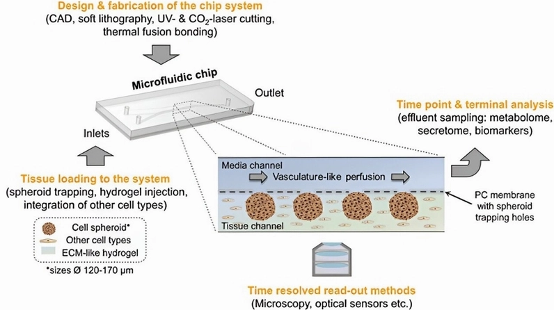 Tái tạo cấu trúc tuyến tụy trên vi mạch - phát minh mới cho bệnh tiểu đường 3