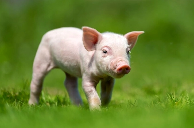 2007 tuổi con gì theo ngũ hành