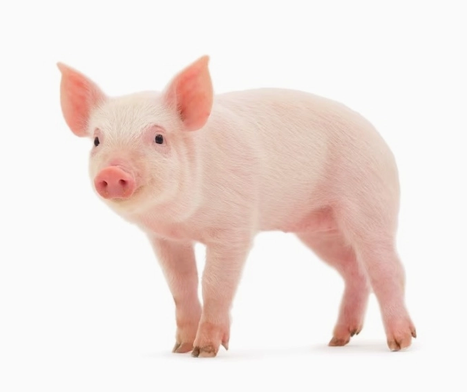 2007 tuổi gì tính cách như nào