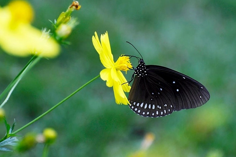 Bướm đen bay vào nhà là tốt hay xấu