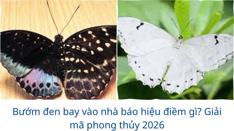 buom-den-bay-vao-nha