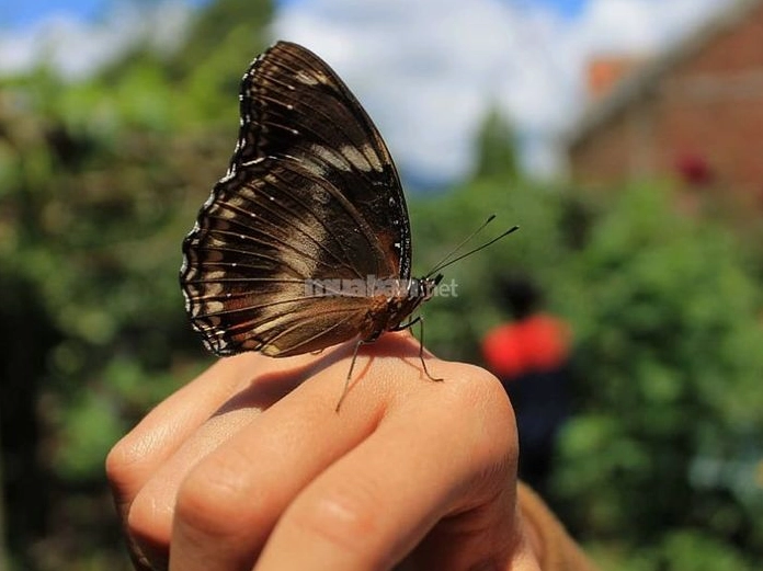 Bướm nâu bay vào nhà đậu lên người