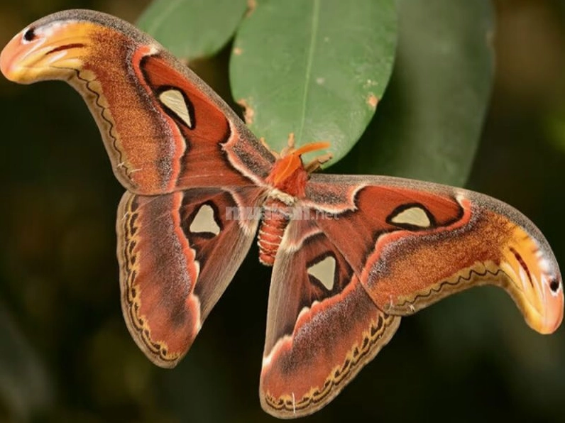 buom-nau-bay-vao-nha-la-diem-bao-gi-bi-an-ve-diem-lanh-hay-d_861