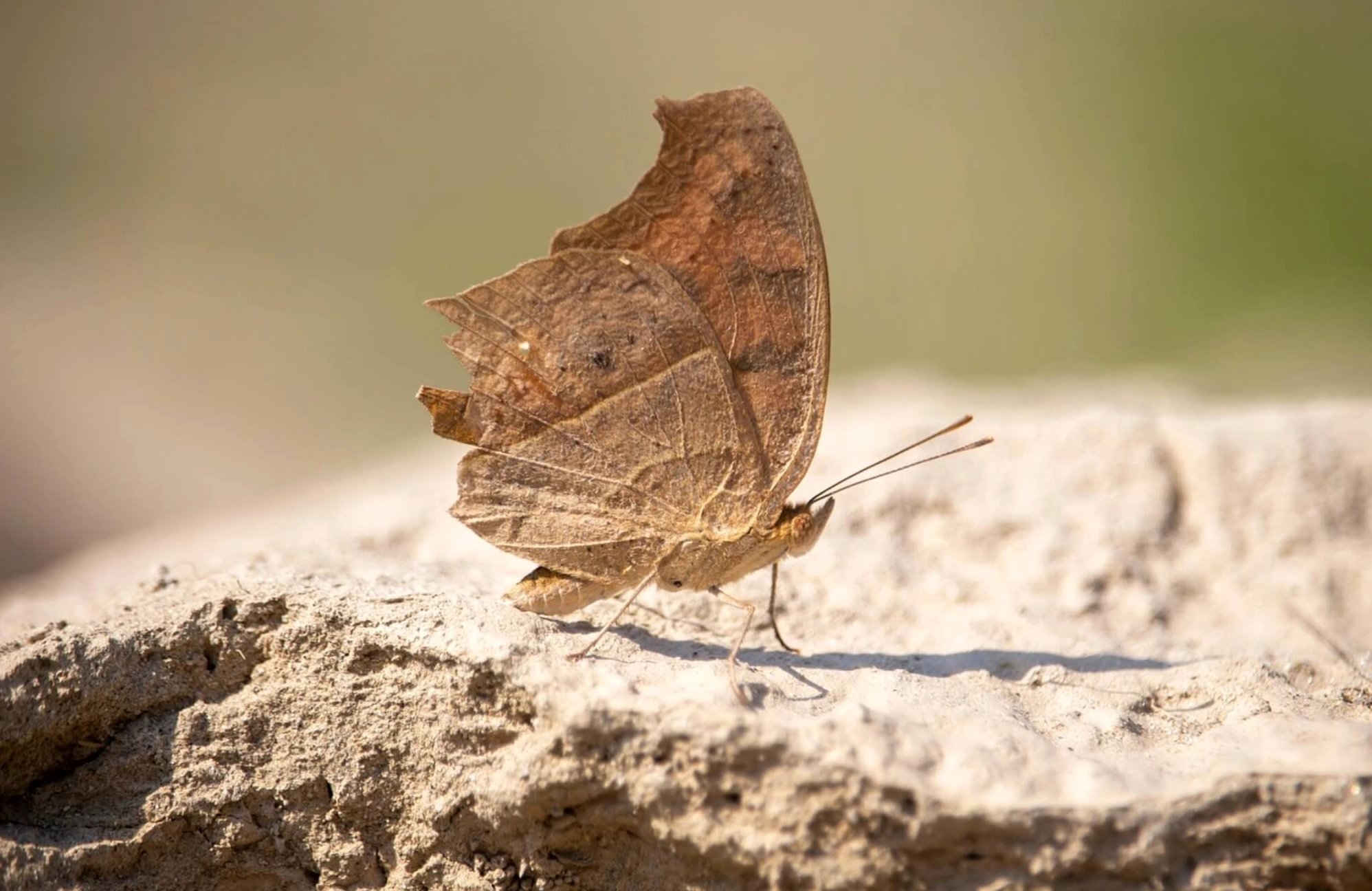 Bướm nâu bay vào nhà là điềm gì?