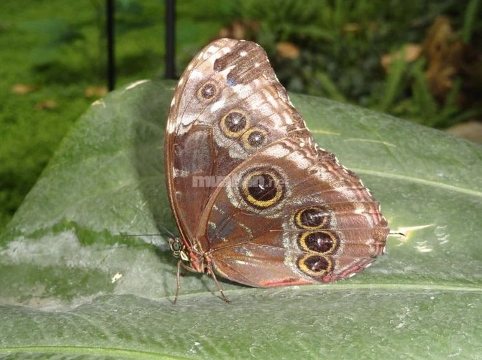 Bướm nâu bay vào nhà rồi chết