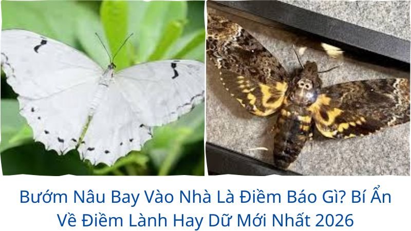 buom-nau-bay-vao-nha