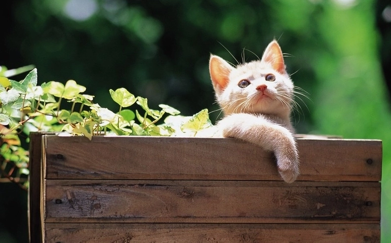 Các năm sinh thuộc tuổi Mão