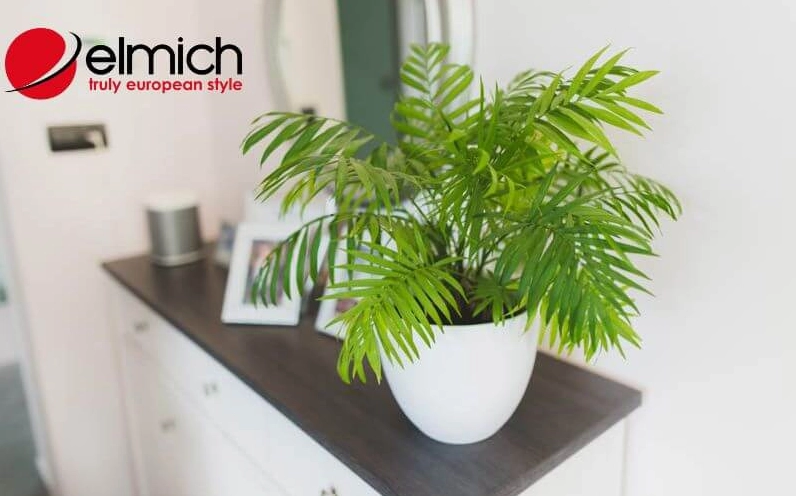 Cau Tiểu Trâm là lời giải đáp cho câu hỏi mệnh hỏa hợp cây gì