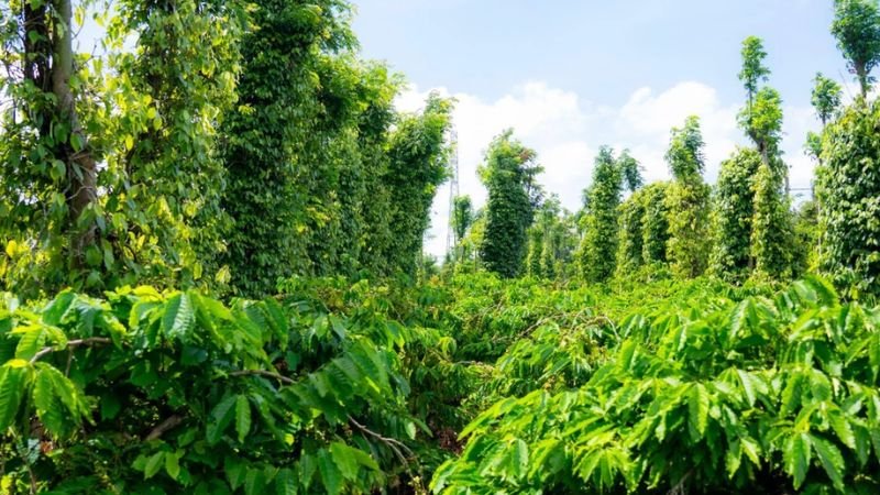 cay-ca-phe-robusta-loai-cay-chu-luc-tai-dak-nong