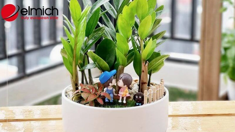 Cây Kim Tiền hợp phong thủy với người mệnh Hỏa