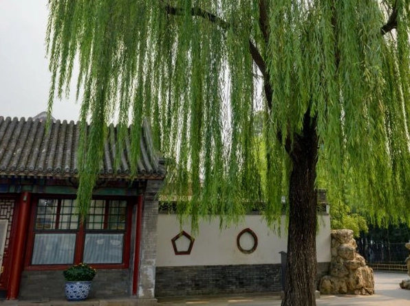 Cây liễu không nên trồng trước cửa nhà