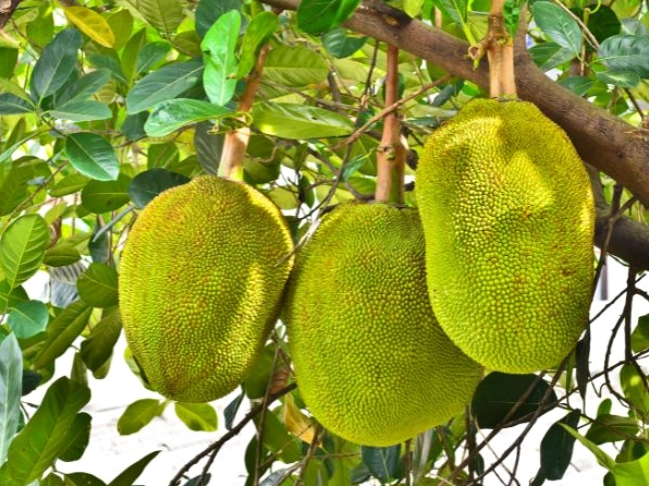 Cây mít không nên trồng trước cửa nhà