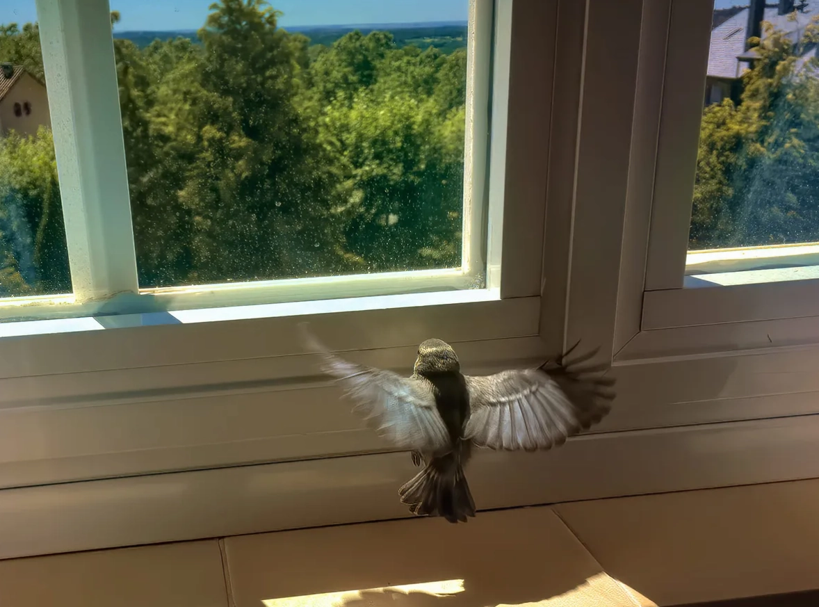 chim-bay-vao-nha-la-diem-gi-giai-ma-chi-tiet-phong-thuy-nam-_980