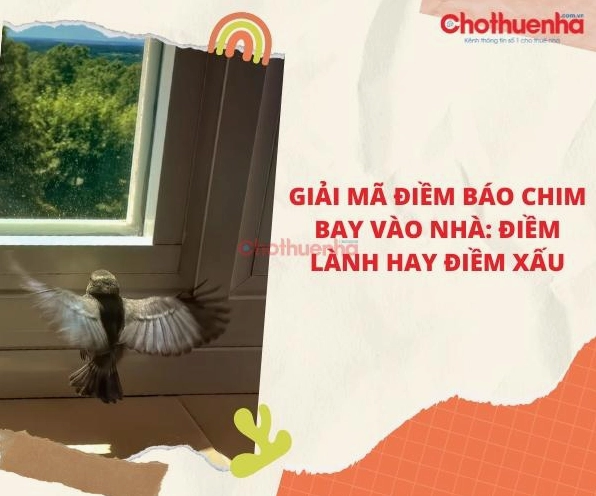 Chim bay vào nhà là điềm gì: Những lưu ý về phong thuỷ