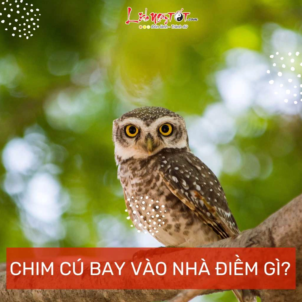 Chim cu bay vao nha la diem gi?