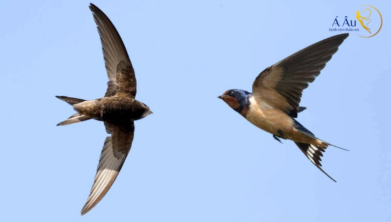 Chim đang bay thì đổi hướng có thể là có người ganh tị và hãm hại bạn