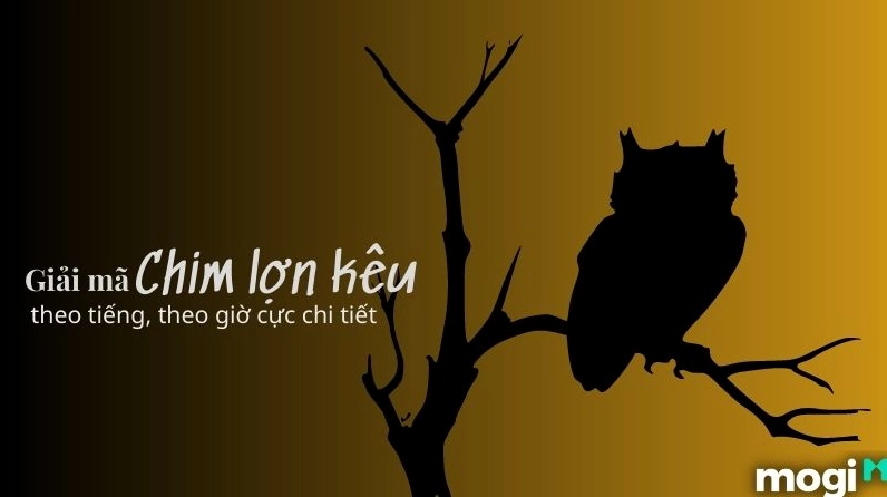 chim-lon-keu-bao-hieu-diem-gi-giai-ma-tam-linh-va-su-that-na_839