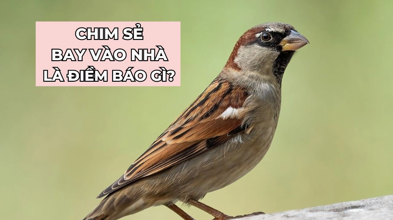 chim-se-bay-vao-nha-la-diem-bao-gi-tot-hay-xau-giai-ma-bi-an_814