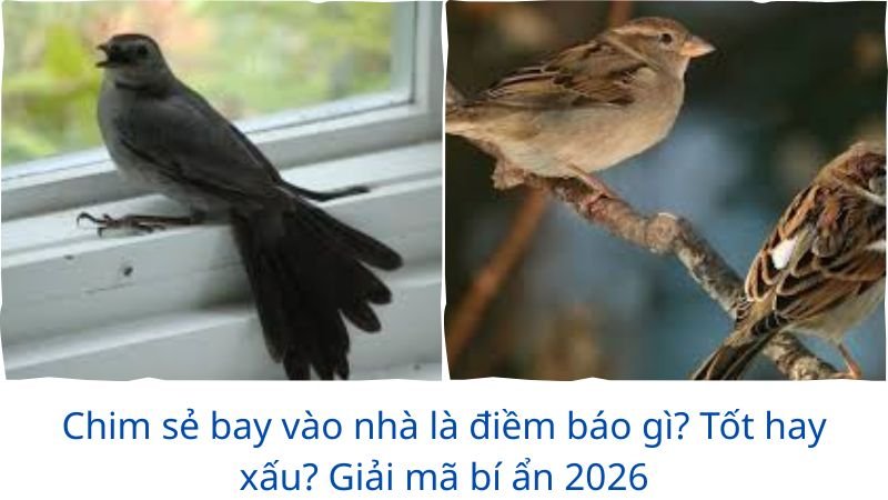 chim-se-bay-vao-nha