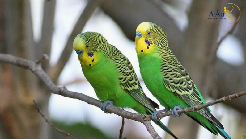 Chim yến phụng mang ý nghĩa thịnh vượng nếu bay vào nhà bạn