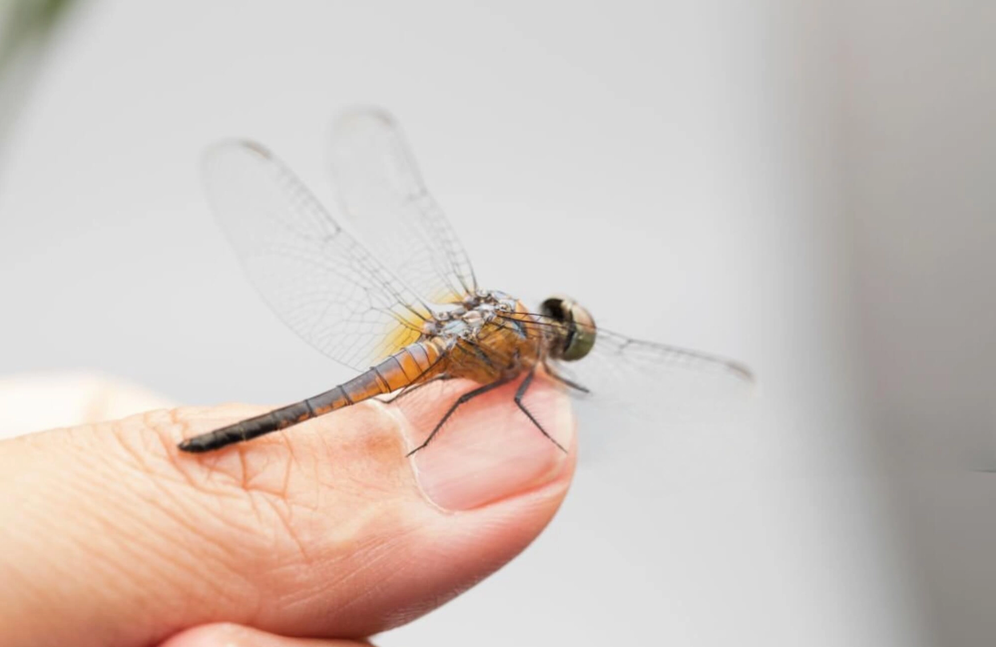 Chuồn chuồn bay vào nhà có ý nghĩa gì?