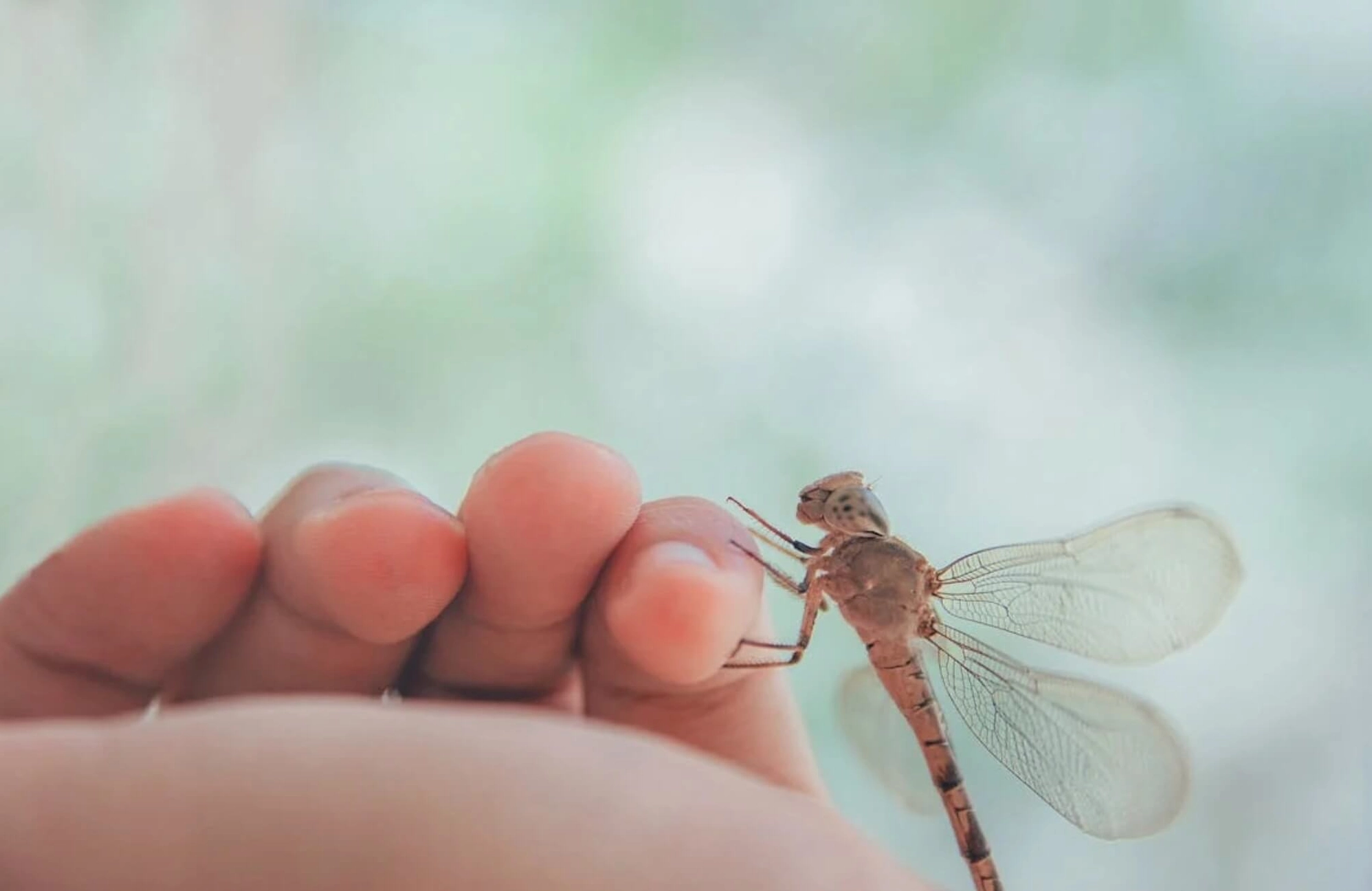 Chuồn chuồn bay vào nhà điềm báo gì?