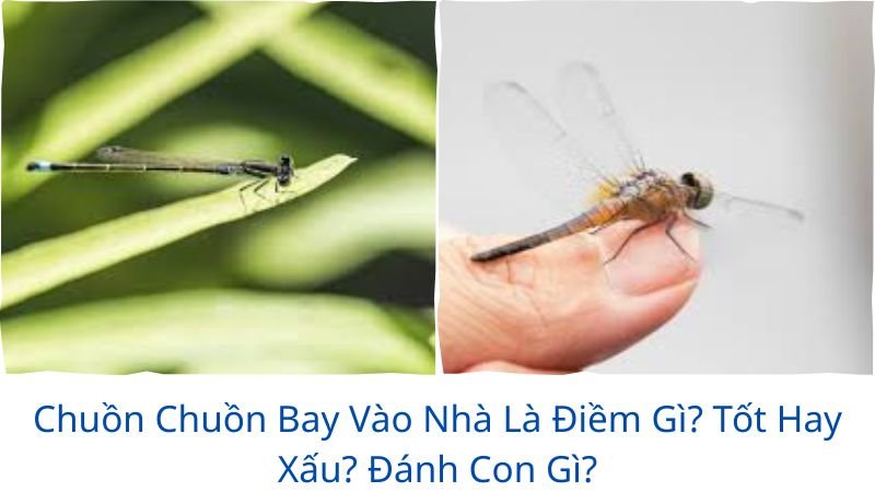 chuon-chuon-bay-vao-nha