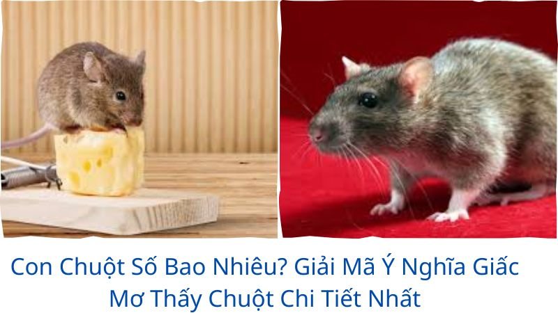 con-chuot-so-bao-nhieu