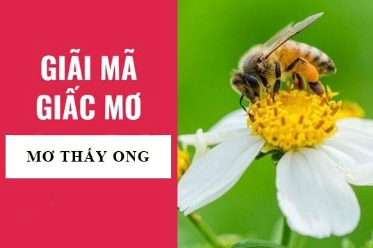 con-ong-so-bao-nhieu-giai-ma-y-nghia-giac-mo-thay-ong-moi-nh_514
