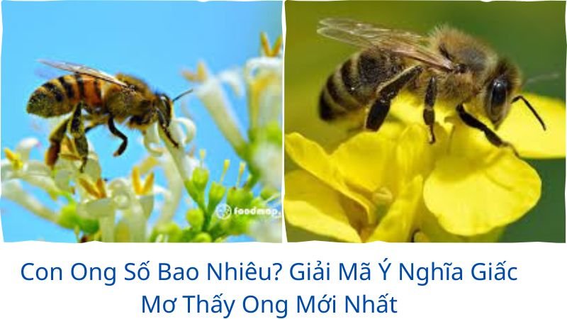 con-ong-so-bao-nhieu