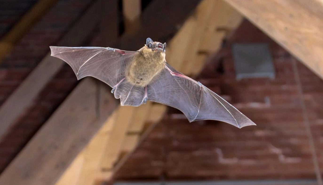 doi-bay-vao-nha-ban-dem