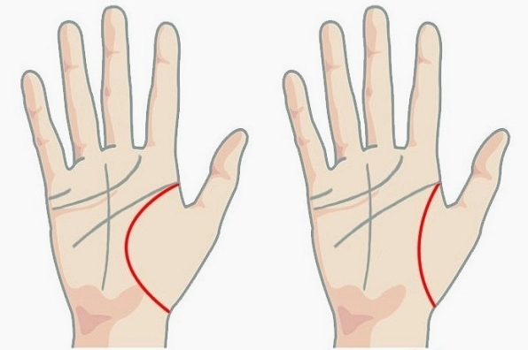 Đường sinh đạo là đường chạy từ cổ tay lên trên lòng bàn tay