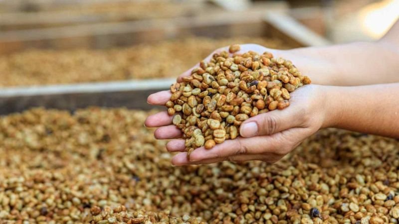 hat-ca-phe-nhan-xo-dang-duoc-phoi-kho