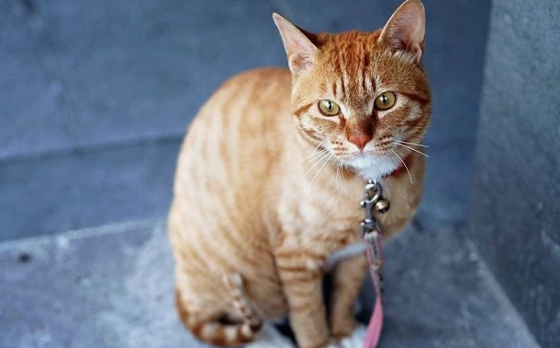 Hình ảnh biểu tượng tuổi Mão và năm tính tuổi