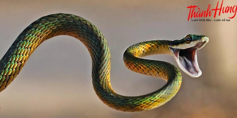 Hình ảnh con rắn mang ý nghĩa gì?