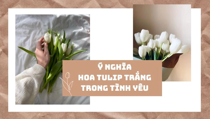 hoa-tulip-trang-co-y-nghia-gi-bi-mat-lang-man-it-nguoi-biet_543