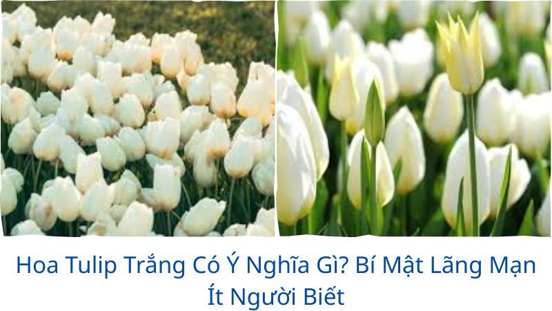 hoa-tulip-trang-co-y-nghia-gi