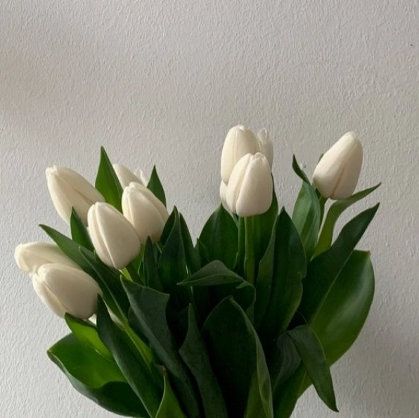 Hoa tulip trắng thường được sử dụng trong lễ cưới