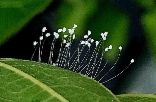 hoa-uu-dam-la-gi-bi-an-loai-hoa-3000-nam-moi-no-1-lan_889