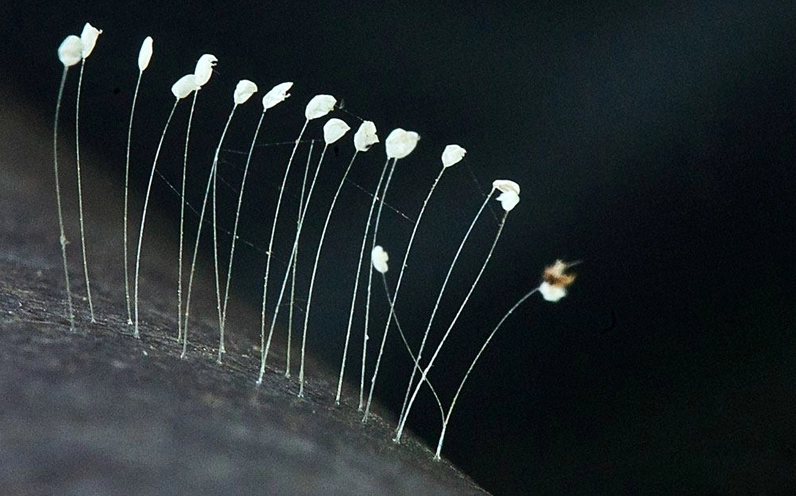 Hoa ưu đàm là một loại nấm nhầy