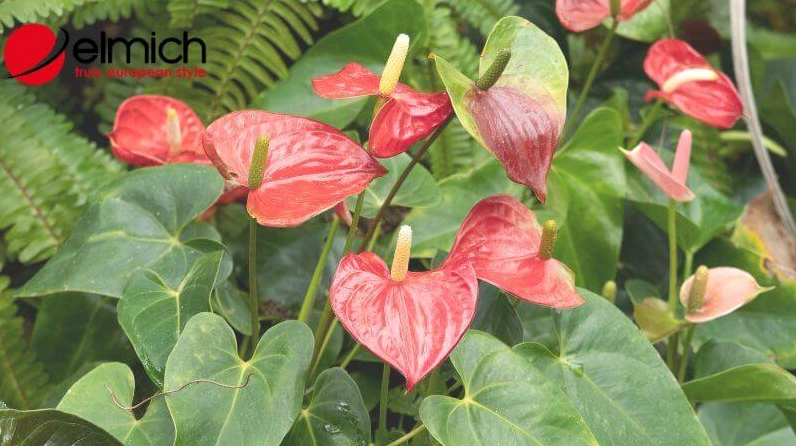 Hồng Môn là cây hợp phong thủy với người mệnh Hỏa