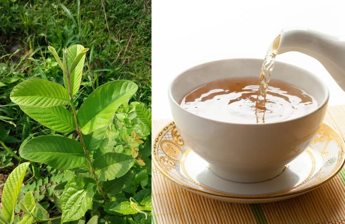 uống lá ổi hàng ngày có sao không