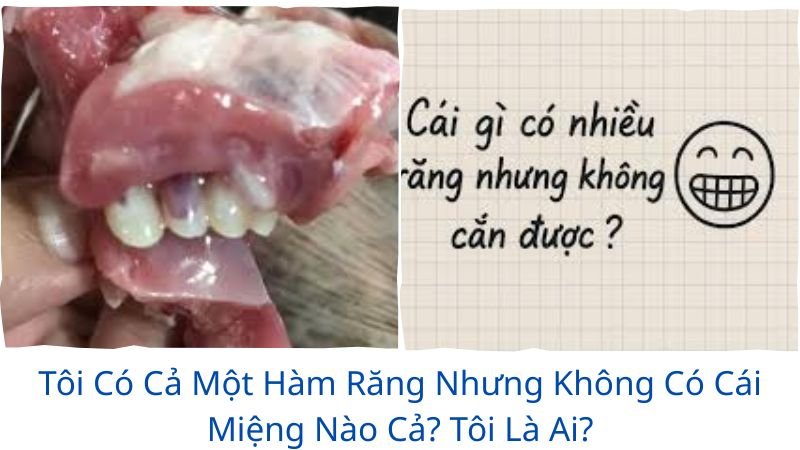 tôi có cả một hàm răng nhưng không có cái miệng nào cả? tôi là ai?