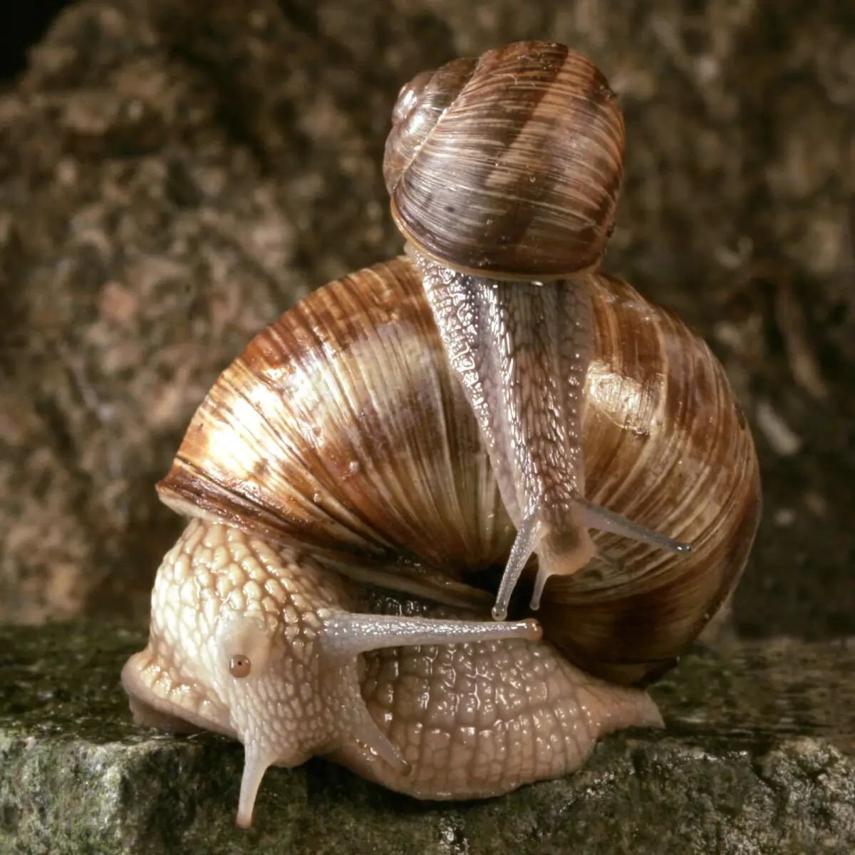 món ốc escargot là gì