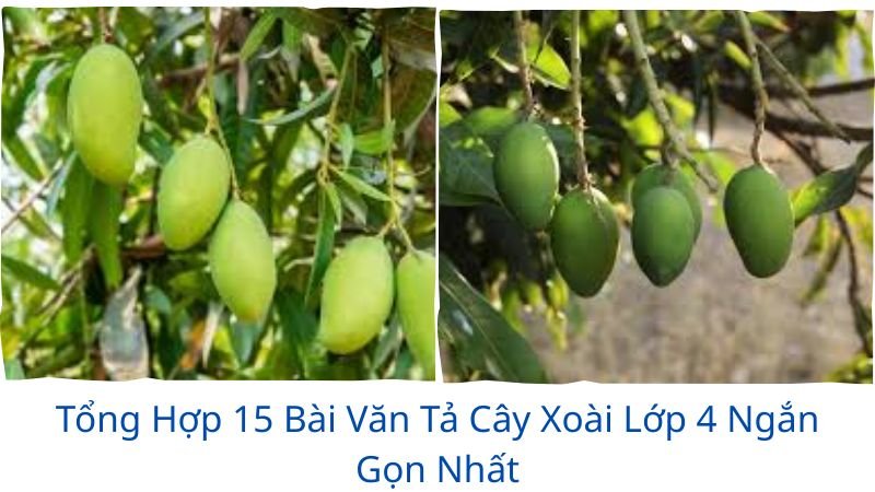 văn tả cây xoài lớp 4 ngắn gọn