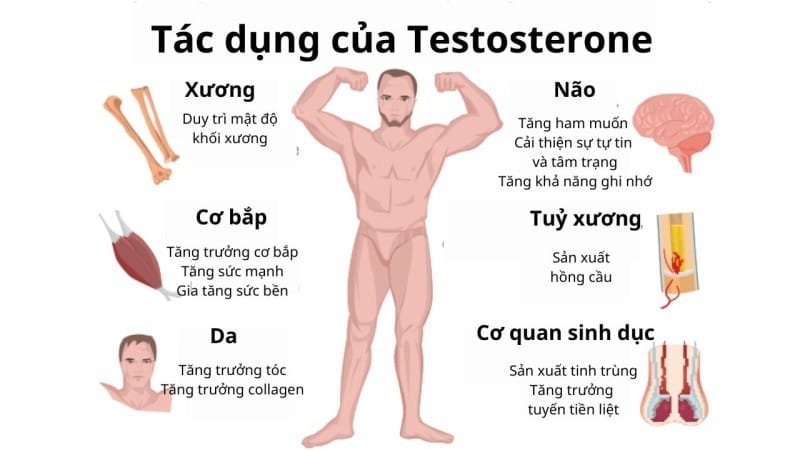 vai trò của testosterone